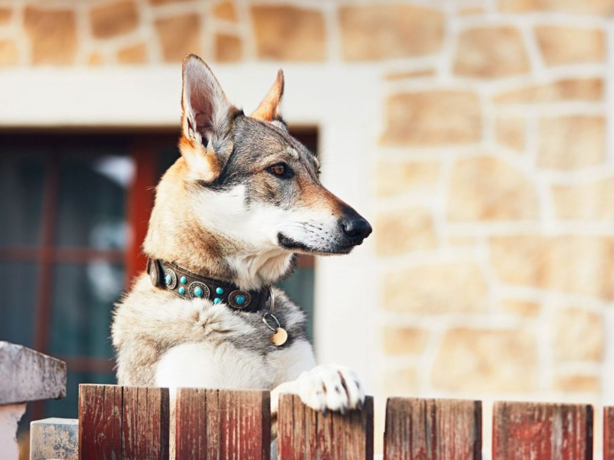 pet barriers for yard