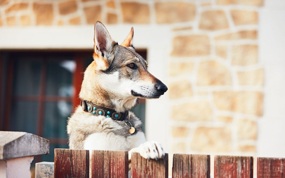 Best Fences for Large Dogs
