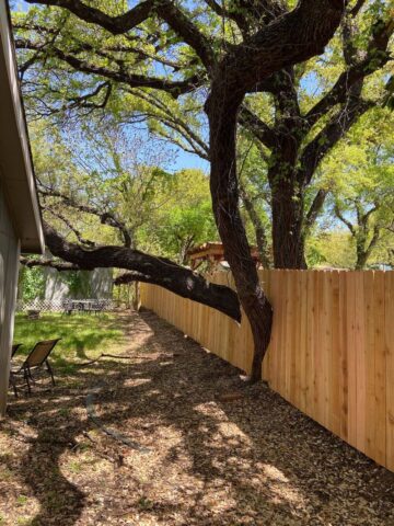 Wood fence in an Austin, Texas backyard incorporating a tree