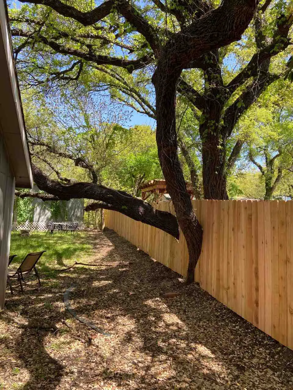 ix foot privacy fence built around an existing tree
