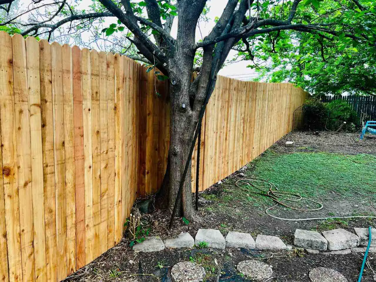 Dog ear wood picket fence next to a tree on a slightly sloped backyard of a Central Texas home