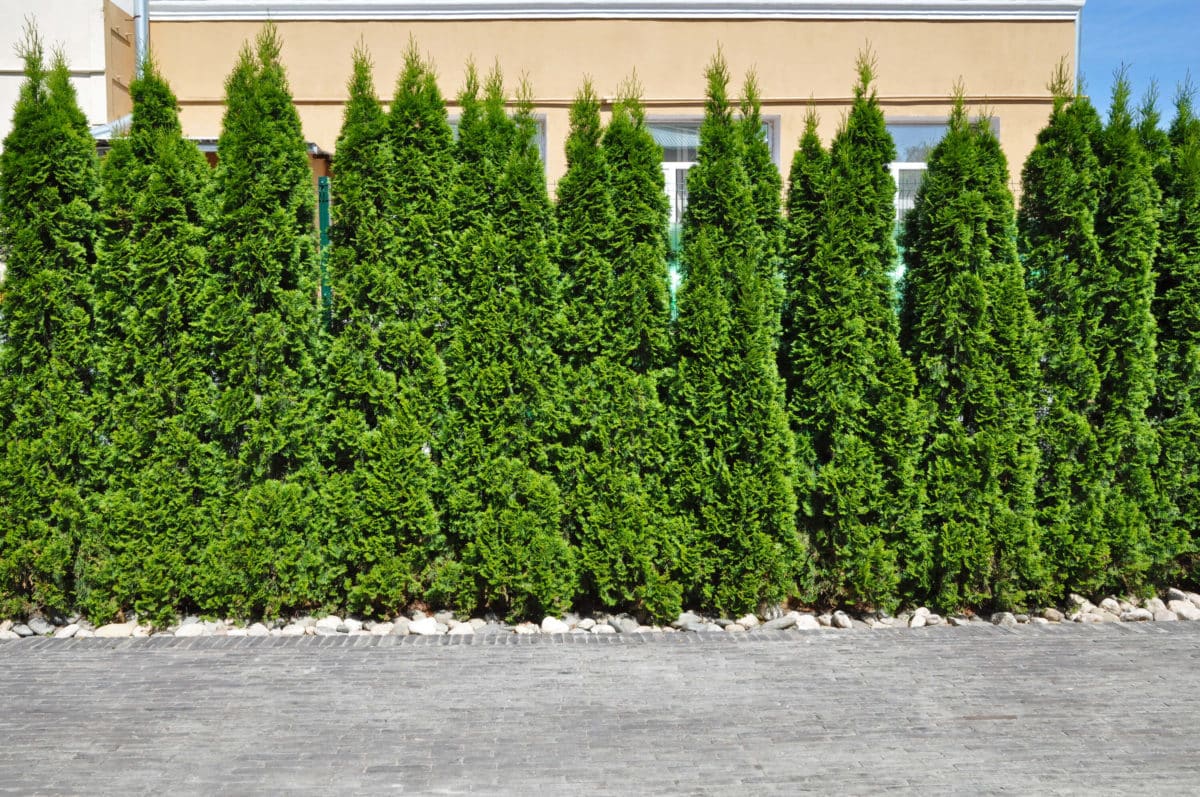 View from the street a set of hedge of thuja trees lined up adding privacy to a backyard