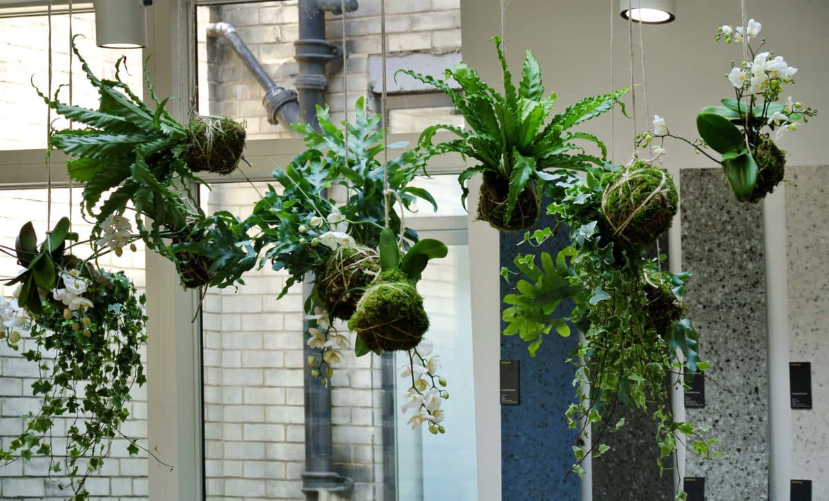 Variety of plants hanging from a roof with different lengths for added privacy