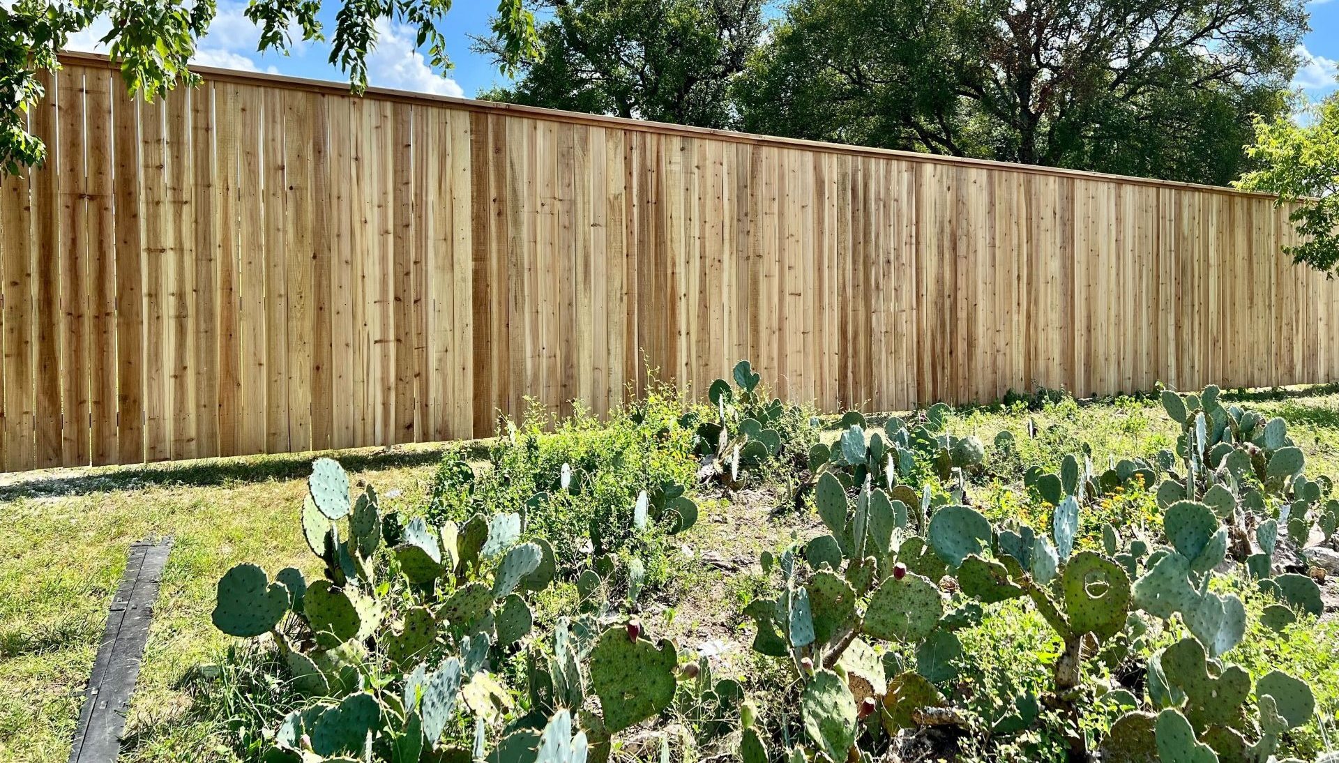 Cedar privacy fence with cap on a big backyard with cactus in Austin, Texas